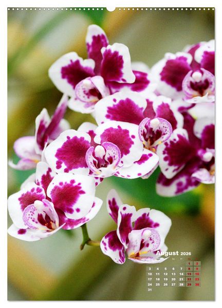 Produktbild: Traumhafte Orchideen (Wandkalender 2026 DIN A2 hoch), CALVENDO Monatskalender