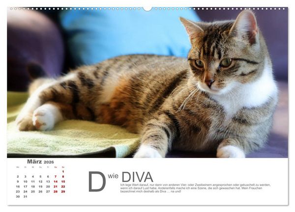 Produktbild: Katzen ABC (Wandkalender 2026 DIN A2 quer), CALVENDO Monatskalender