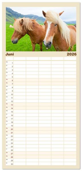 Produktbild: Familienplaner 2026 - Islandpferde - Die s&uuml;&szlig;en Pferde im Norden. mit 5 Spalten (Wandkalender, 21 x 45 cm) CALVENDO
