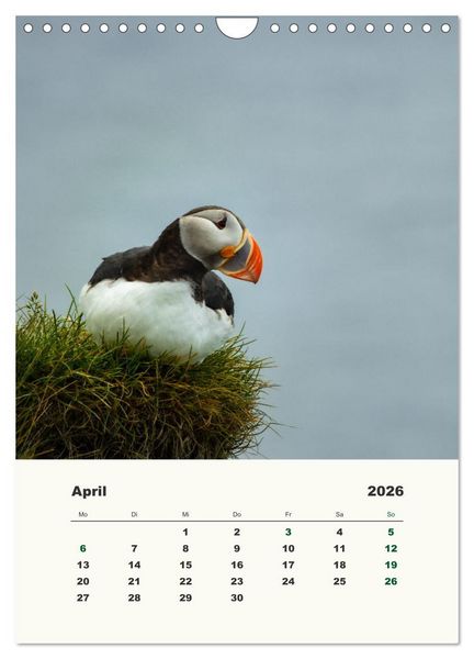 Produktbild: Papageientaucher in Island (Wandkalender 2026 DIN A4 hoch), CALVENDO Monatskalender
