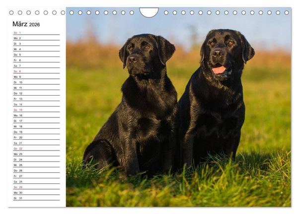Produktbild: Labrador Retriever - Freunde f&uuml;r&acute;s Leben (Wandkalender 2026 DIN A4 quer), CALVENDO Monatskalender