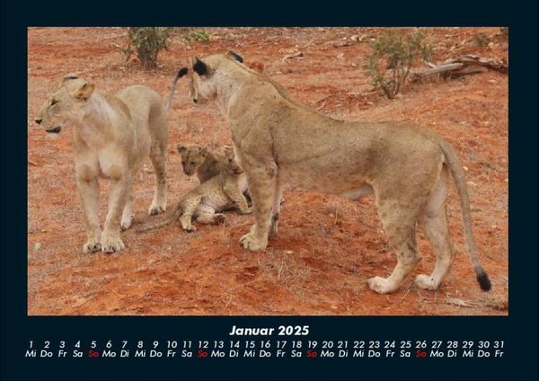 Produktbild: L&ouml;wen in der Wildnis 2025 Fotokalender DIN A4