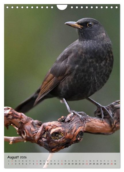 Produktbild: V&ouml;gel im heimischen Garten (Wandkalender 2026 DIN A4 hoch), CALVENDO Monatskalender