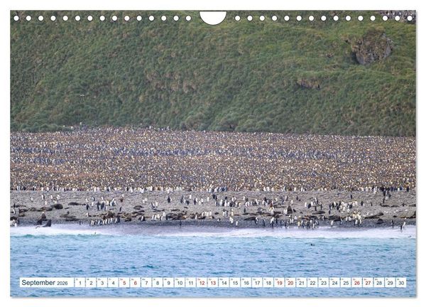 Produktbild: S&uuml;dgeorgien - Abgelegenes Naturparadies (Wandkalender 2026 DIN A4 quer), CALVENDO Monatskalender