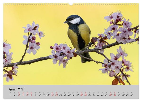Produktbild: Bunte V&ouml;gel am Futterplatz (Wandkalender 2026 DIN A2 quer), CALVENDO Monatskalender