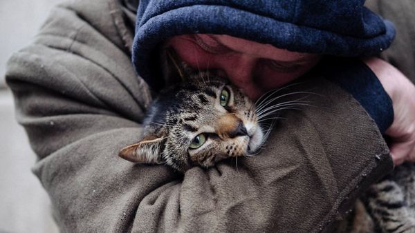 Produktbild: Cat Daddies - Freunde f&uuml;r sieben Leben