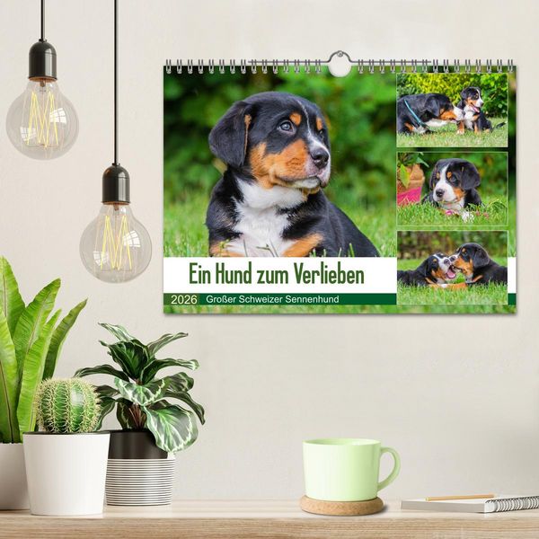 Produktbild: Ein Hund zum Verlieben - Gro&szlig;er Schweizer Sennenhund (Wandkalender 2026 DIN A4 quer), CALVENDO Monatskalender
