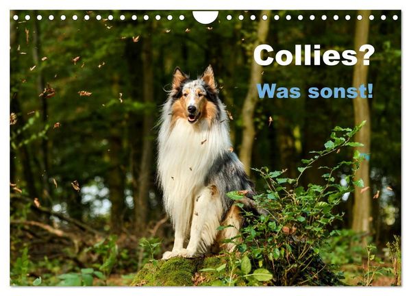 Produktbild: Collies? Was sonst! (Wandkalender 2027 DIN A4 quer), CALVENDO Monatskalender
