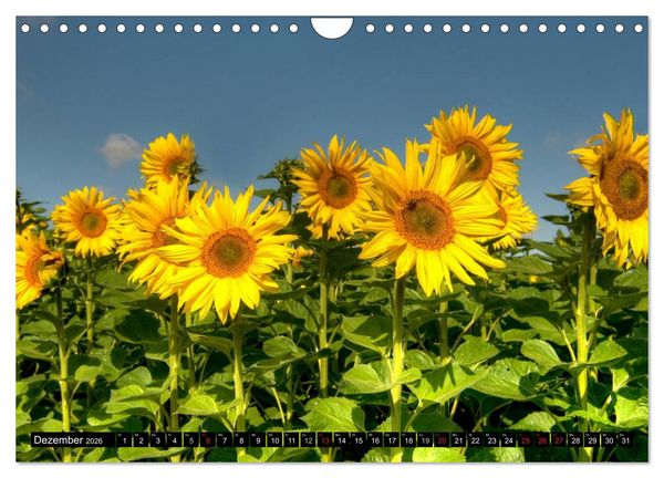 Produktbild: Zeit f&uuml;r Sonnenblumen (Wandkalender 2026 DIN A4 quer), CALVENDO Monatskalender