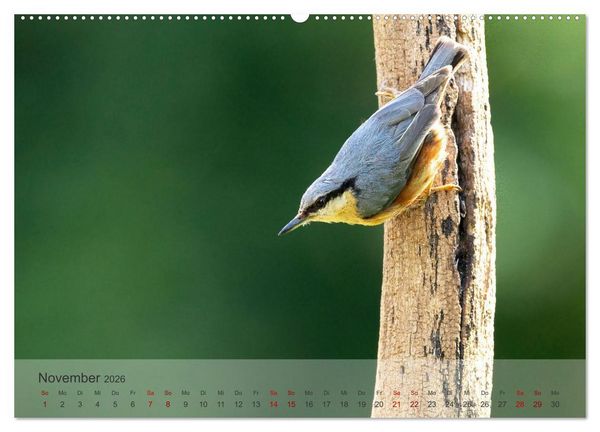 Produktbild: Fantastische Vogelwelt Slowenien (Wandkalender 2026 DIN A2 quer), CALVENDO Monatskalender