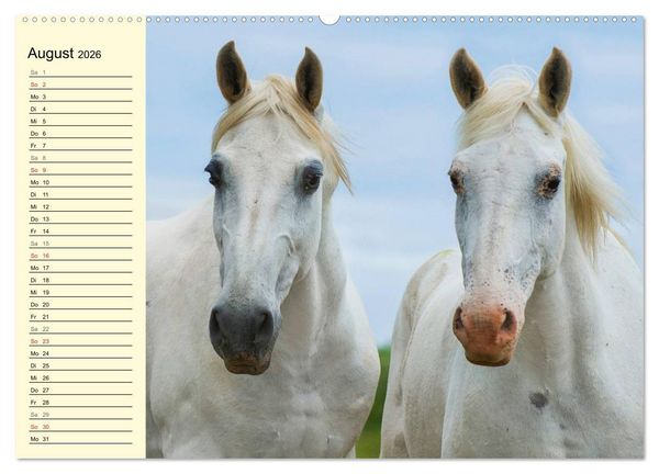 Produktbild: Traumpferd Lipizzaner (Wandkalender 2026 DIN A2 quer), CALVENDO Monatskalender