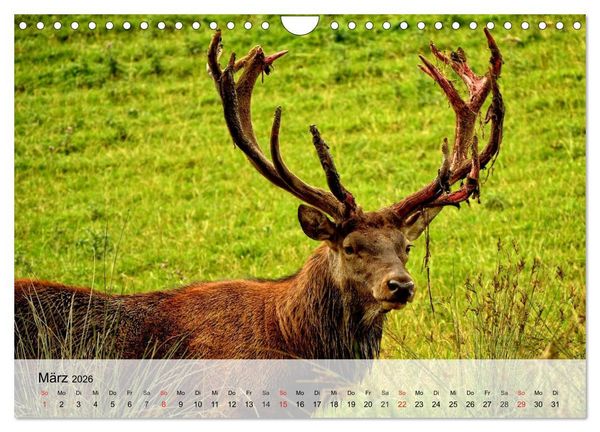 Produktbild: Rotwild. Edle Hirsche, stolze K&uuml;he (Wandkalender 2026 DIN A4 quer), CALVENDO Monatskalender