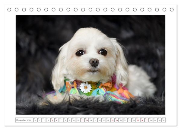 Produktbild: Maltipoo - Malteser -Pudel (Tischkalender 2026 DIN A5 quer), CALVENDO Monatskalender