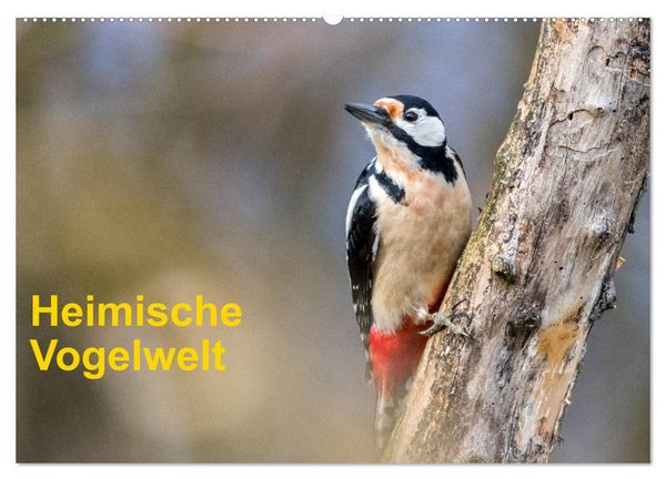 Produktbild: Heimische Vogelwelt (Wandkalender 2026 DIN A2 quer), CALVENDO Monatskalender