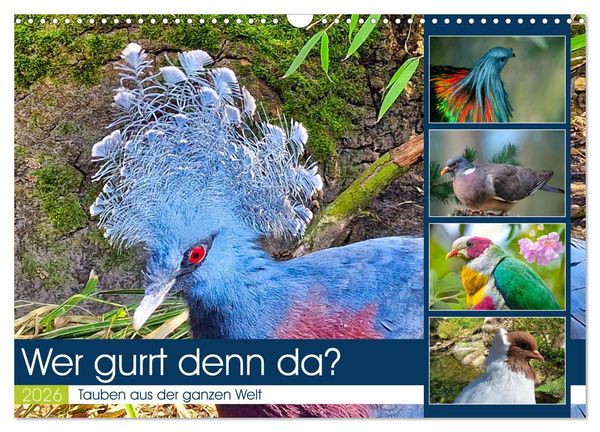 Produktbild: Wer gurrt denn da? (Wandkalender 2026 DIN A3 quer), CALVENDO Monatskalender