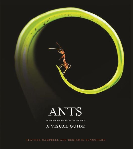 Produktbild: Ants