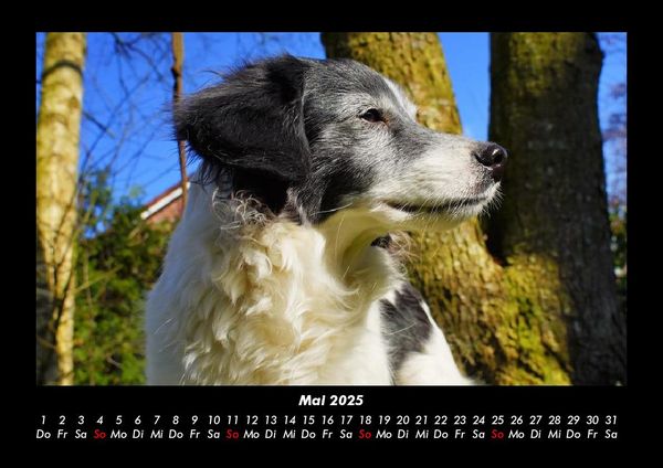 Produktbild: Hundezauber 2025 Fotokalender DIN A3