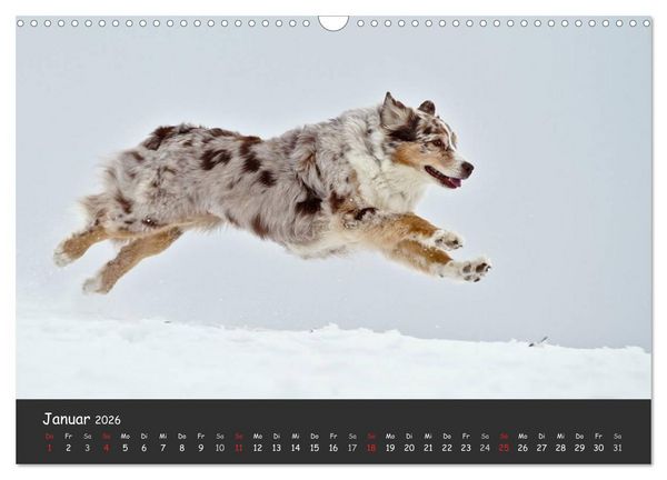 Produktbild: Australian Shepherd - Augenblicke (Wandkalender 2026 DIN A3 quer), CALVENDO Monatskalender