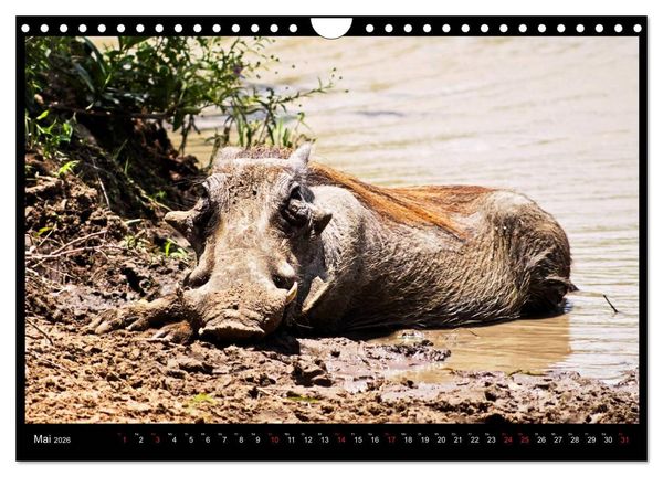 Produktbild: S&Uuml;DAFRIKA Augenblicke (Wandkalender 2026 DIN A4 quer), CALVENDO Monatskalender