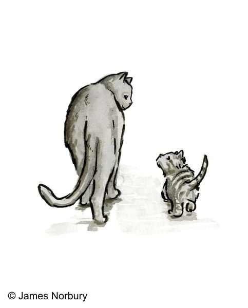 Produktbild: Die Katze, die nach Weisheit sucht