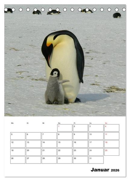 Produktbild: Pinguine. Familiengl&uuml;ck im Eis (Tischkalender 2026 DIN A5 hoch), CALVENDO Monatskalender