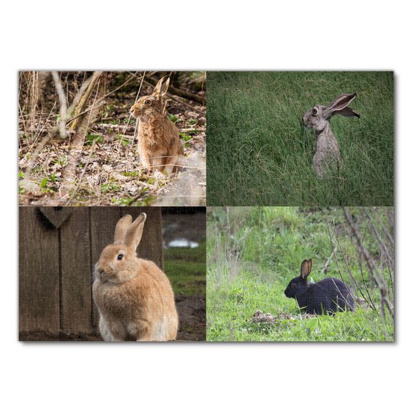 Produktbild: Lais Puzzle Collage Hase 1000 Teile