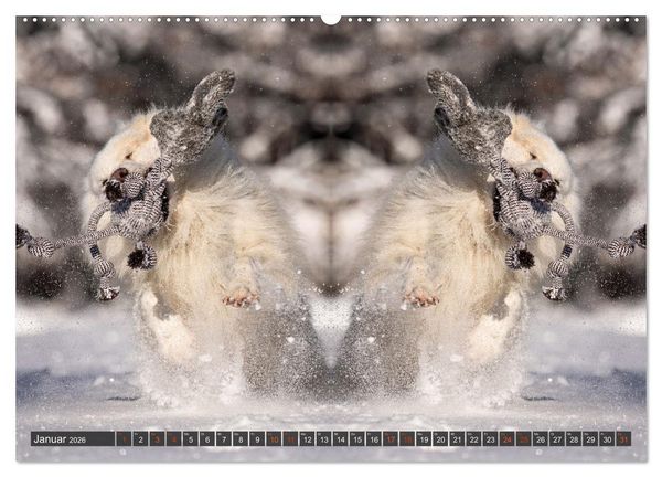 Produktbild: Mit doppelter Power durch das Jahr (Wandkalender 2026 DIN A2 quer), CALVENDO Monatskalender