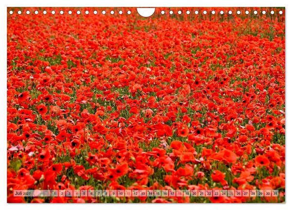 Produktbild: Voll Mohn (Wandkalender 2027 DIN A4 quer), CALVENDO Monatskalender