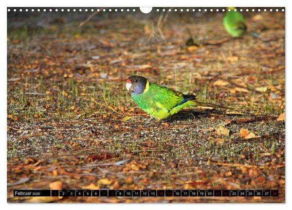 Produktbild: Koala, K&auml;nguru und Co. &ndash; Das wilde Tierreich Australiens (Wandkalender 2026 DIN A3 quer), CALVENDO Monatskalender