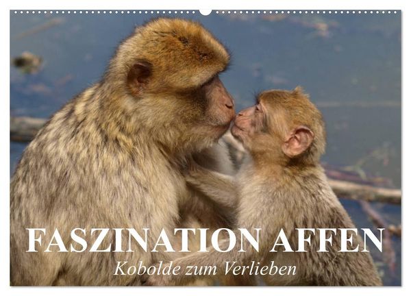 Produktbild: Faszination Affen. Kobolde zum Verlieben (Wandkalender 2026 DIN A2 quer), CALVENDO Monatskalender