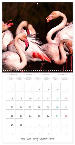 Produktbild: Au gr&eacute; des plumes (Calendrier mural carr&eacute; 2026 30x30 cm) Calendrier double avec une page pour vos prises de notes