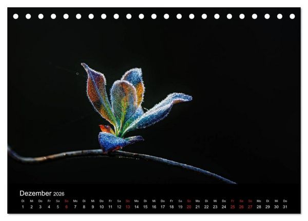 Produktbild: Wilde Bl&uuml;ten-Tr&auml;ume (Tischkalender 2026 DIN A5 quer), CALVENDO Monatskalender