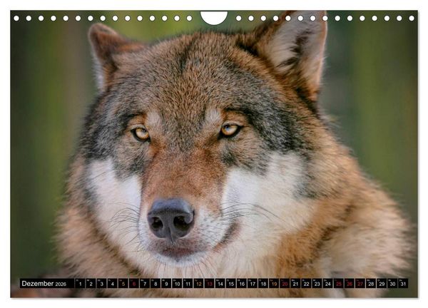 Produktbild: W&ouml;lfe - sie sind wieder da (Wandkalender 2026 DIN A4 quer), CALVENDO Monatskalender