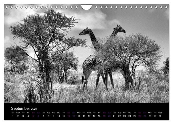 Produktbild: East Africa - Tanzania and Kenya / UK-Version (Wall Calendar 2026 DIN A4 landscape), CALVENDO 12 Month Wall Calendar