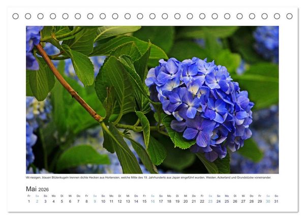 Produktbild: Azoren-Insel Flores - Farbtupfer auf einem erloschenen Vulkan Portugals (Tischkalender 2026 DIN A5 quer), CALVENDO Monatskalender