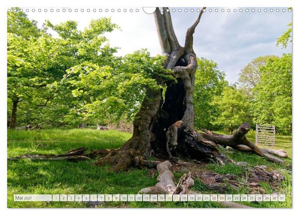 Produktbild: Hutewald Halloh - Baumriesen aus vergangenen Zeiten (Wandkalender 2027 DIN A3 quer), CALVENDO Monatskalender