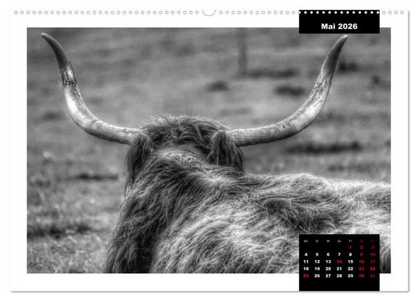 Produktbild: Faszination Schottisches Hochlandrind (hochwertiger Premium Wandkalender 2026 DIN A2 quer), Kunstdruck in Hochglanz