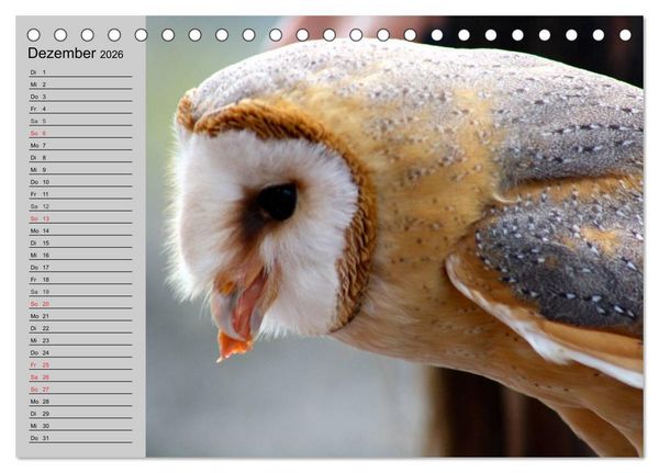 Produktbild: Eulen. Gefiederte Weisheit (Tischkalender 2026 DIN A5 quer), CALVENDO Monatskalender