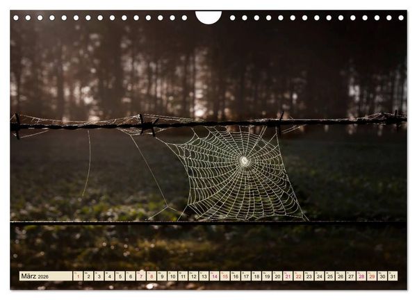 Produktbild: Spinnennetze - Wunder der Natur (Wandkalender 2026 DIN A4 quer), CALVENDO Monatskalender