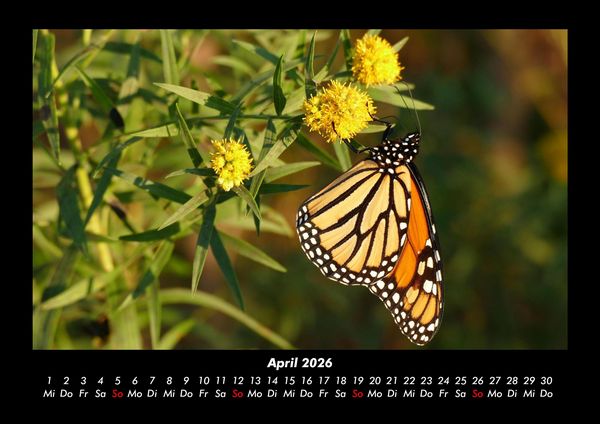 Produktbild: Bunte Pracht der Schmetterlinge 2026 Fotokalender DIN A3