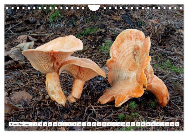 Produktbild: Heil- und Vitalpilze (Wandkalender 2026 DIN A4 quer), CALVENDO Monatskalender
