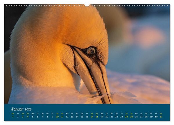 Produktbild: Helgol&auml;nder Basst&ouml;lpel 2026 (hochwertiger Premium Wandkalender 2026 DIN A2 quer), Kunstdruck in Hochglanz