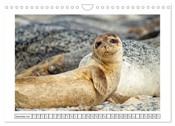 Produktbild: Seals on the Beach (Wall Calendar 2026 DIN A4 landscape), CALVENDO 12 Month Wall Calendar