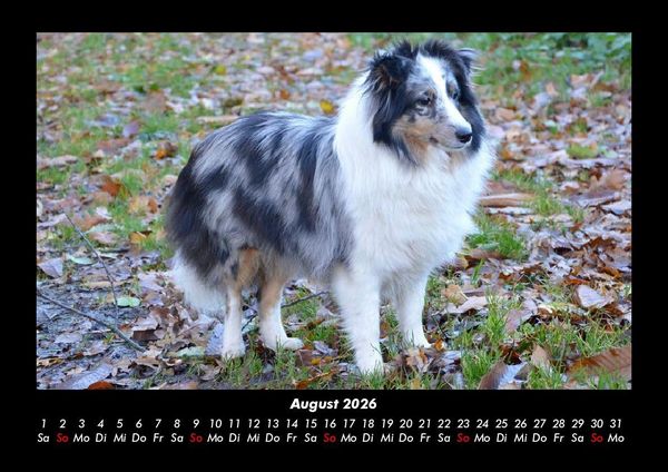 Produktbild: Der Hundekalender 2026 Fotokalender DIN A3