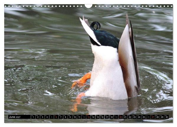 Produktbild: Lovely Water Birds (Wall Calendar 2027 DIN A3 landscape), CALVENDO 12 Month Wall Calendar