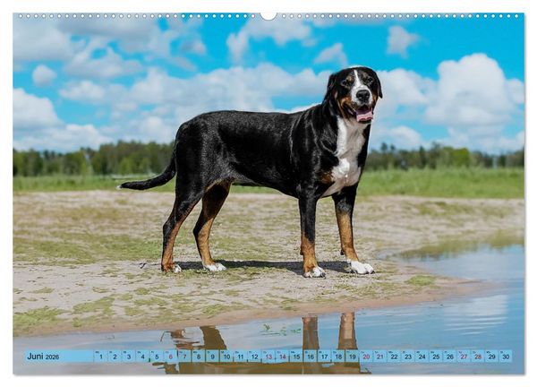 Produktbild: Gro&szlig;e Schweizer - Gigantische Sennenhunde (hochwertiger Premium Wandkalender 2026 DIN A2 quer), Kunstdruck in Hochglanz
