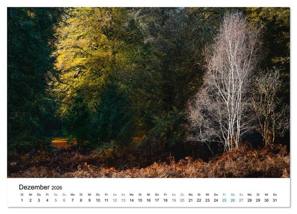 Produktbild: Magie der W&auml;lder Britanniens (Wandkalender 2026 DIN A4 quer), CALVENDO Monatskalender