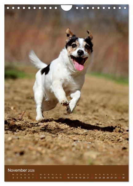 Produktbild: Jack Russell Terrier (Wandkalender 2026 DIN A4 hoch), CALVENDO Monatskalender