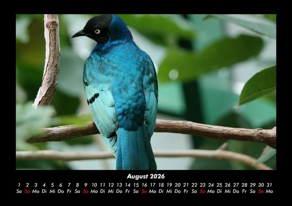Produktbild: Welt der V&ouml;gel 2026 Fotokalender DIN A3