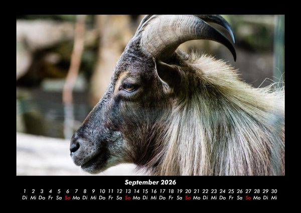 Produktbild: Tiere auf dem Bauernhof 2026 Fotokalender DIN A3